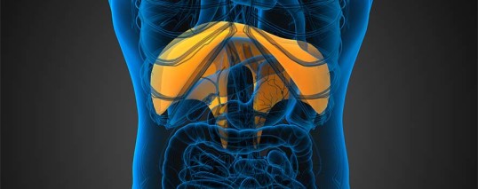Riabilitazione manuale del diaframma: Il respiro corporeo